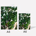 Snowdrops A6 Notebook